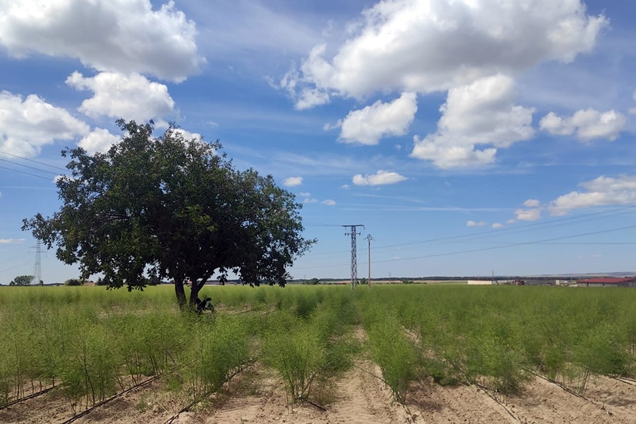 Campo plantación esparragos verdes