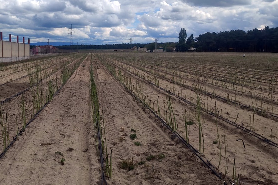 Campo regado con goteo