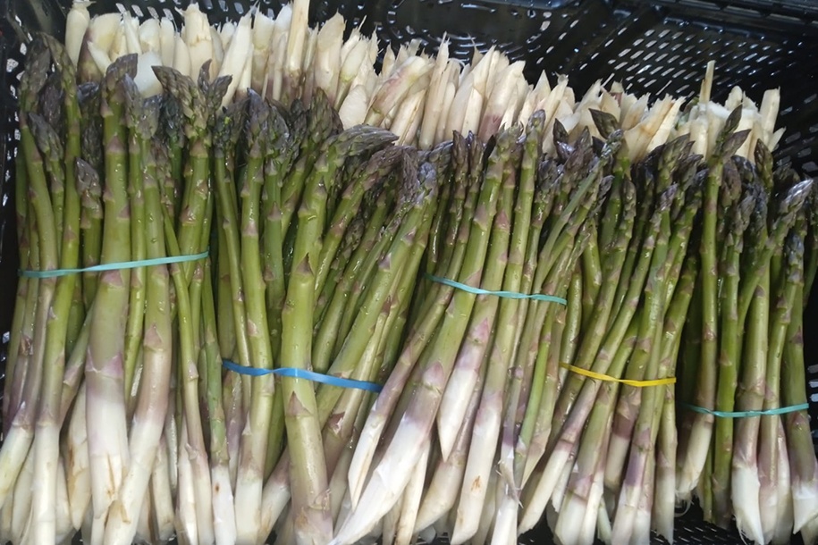 Futuro del esparrago verde