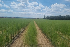 Campo de plantación de espárrago verde Campo de plantación de espárrago verde