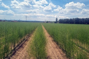 campo plantación esparrgo verde campo plantación esparrgo verde