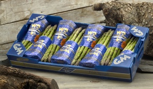 sinova brands tucano green asparagus