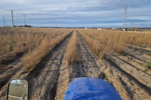 Recogida de esparrago verde Recogida de esparrago verde