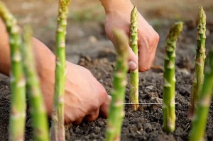 Green asparagus plantation field 2 Green asparagus plantation field 2