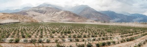 Peru spectacular growth in the cultivation of blueberries