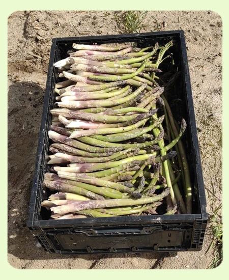 Caja esparragos verdes