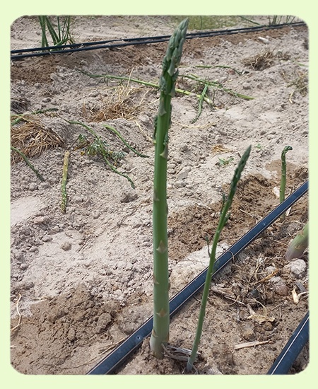 Control goteo plantacion esparrago verde