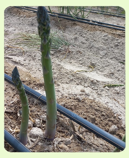 Control goteo plantacion esparrago verde