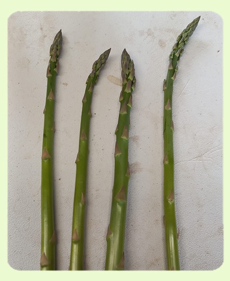 espárrago verde