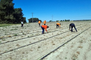 Plantación Espárragos Verdes en Madrid