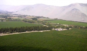 García Mateo y Sinova campos cultivo 3