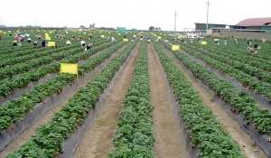 García Mateo y Sinova campos cultivo 5