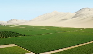 García Mateo y Sinova campos cultivo 1