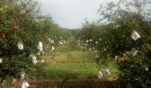 Sinova proveedores 1