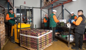 Empleados trabajando en cámara de frío 