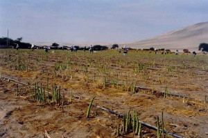 Perú califica a los cultivos agrícolas como de alto riesgo