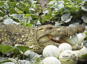 Cocodrilo con melones, Calendario 2008
