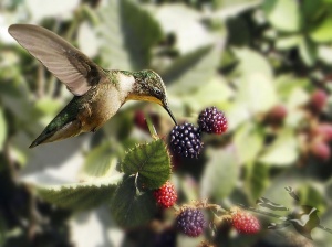 Colibrí con moras, Calendario 2008