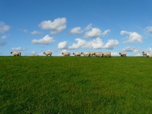 Los espárragos, buenos para las ovejas