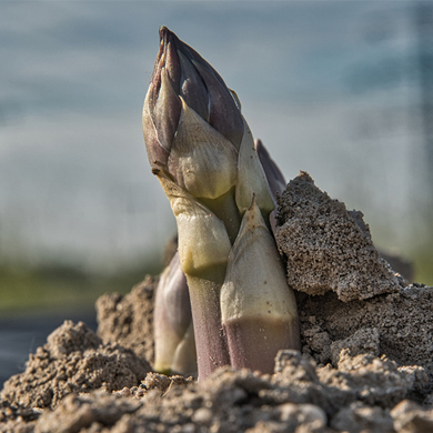 La consommation de produits biologiques est de plus en plus grande.