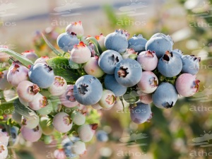 mirtilli mateo & sinova 2 mirtilli mateo & sinova 2