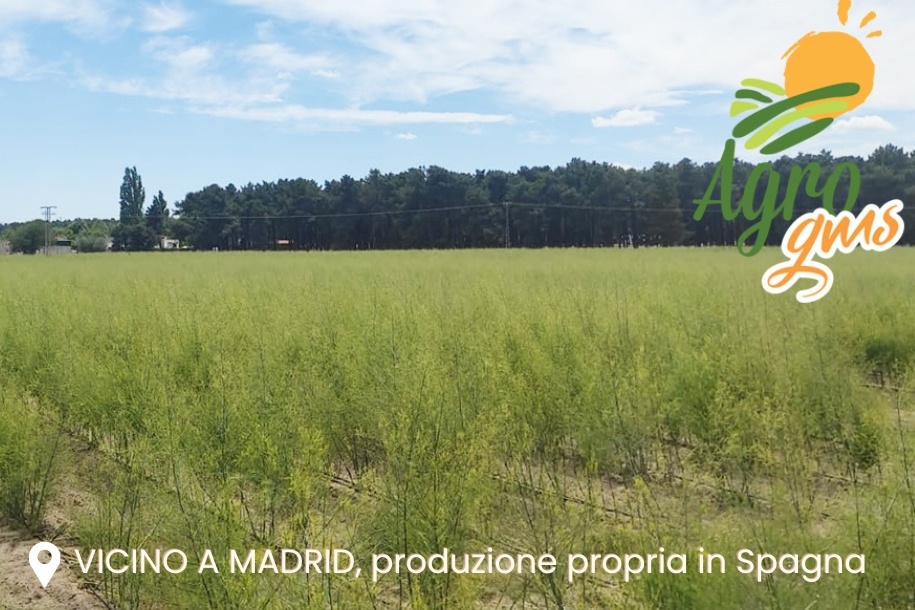 Producción de esparragos propia en Madrid