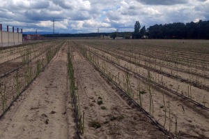 García Mateo y Sinova coltivano asparagi nelle vicinanze di Madrid.