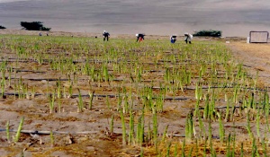 García Mateo & Sinova dal campo al consumatore 1