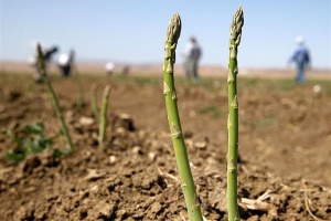 Esparragos verdes